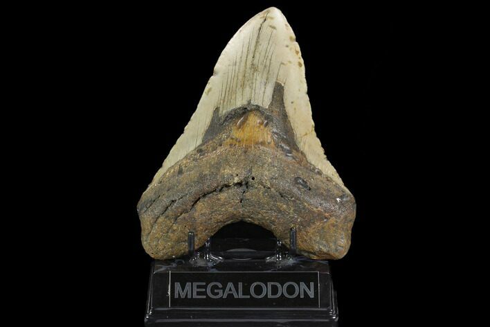 Huge, Fossil Megalodon Tooth - North Carolina #124941